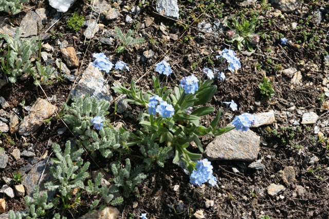 Ancora sulle Alpi - Myosotis sp.